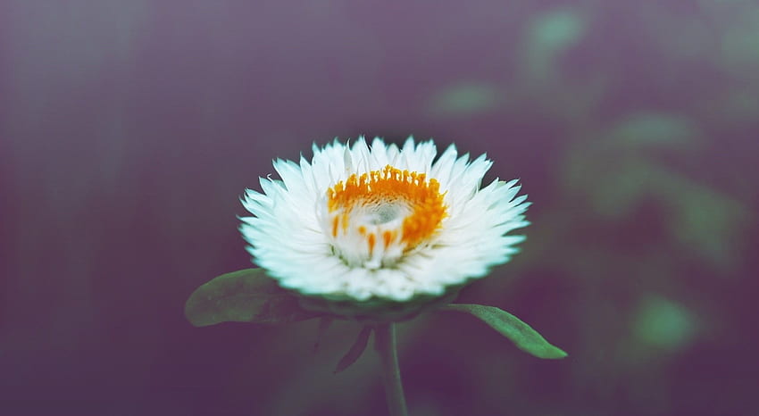 Cute Flower, white and orange strawflower, Vintage, Nature, Flower, Cute Daisy HD wallpaper