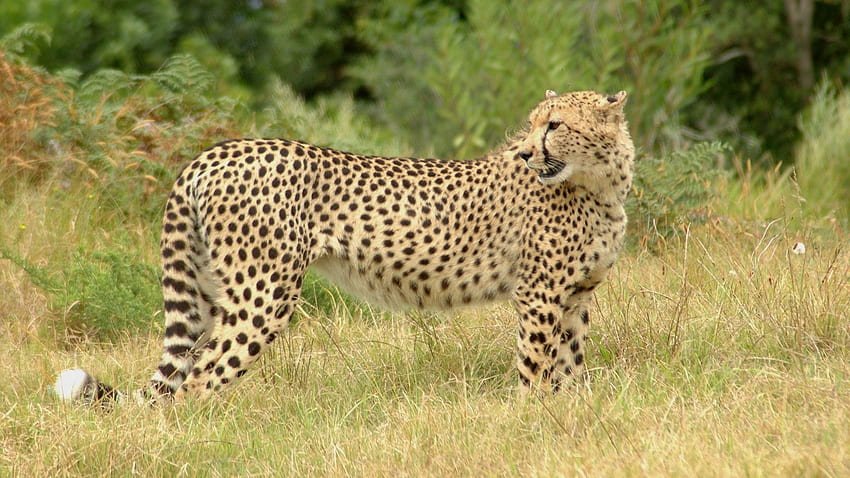 Animals, Grass, Cheetah, Spotty, Spotted, Big Cat, Stroll HD wallpaper