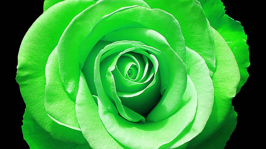 Зелена роза в пълен разцвет. Лавандулови рози, Роза HD тапет