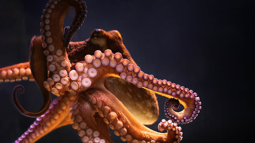Octopus for your or mobile screen and easy to, Octopus Minimalistic HD wallpaper