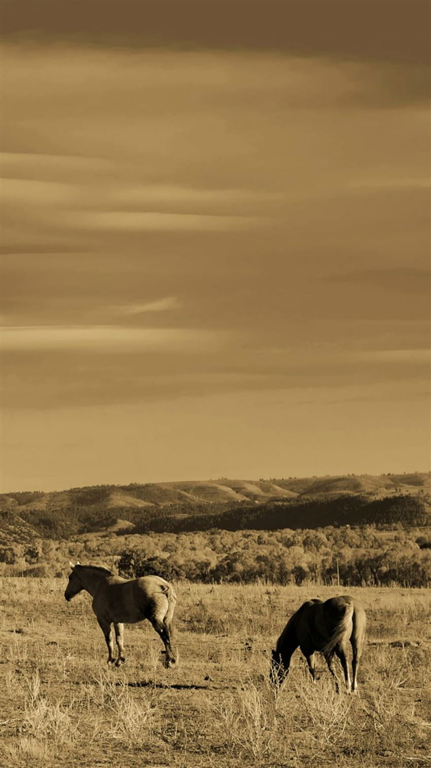 自然 野生の草原 馬 採餌風景 iPhone 8 HD電話の壁紙
