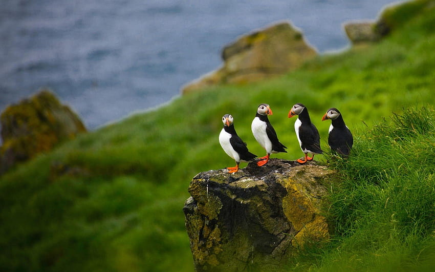 natura animali pulcinelle di mare profondità di campo uccelli faroe, Isole Faroe Sfondo HD
