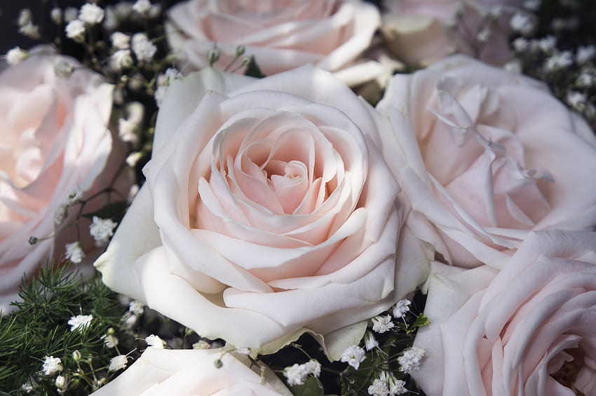 rosa claro, flores, primer plano, rosas fondo de pantalla