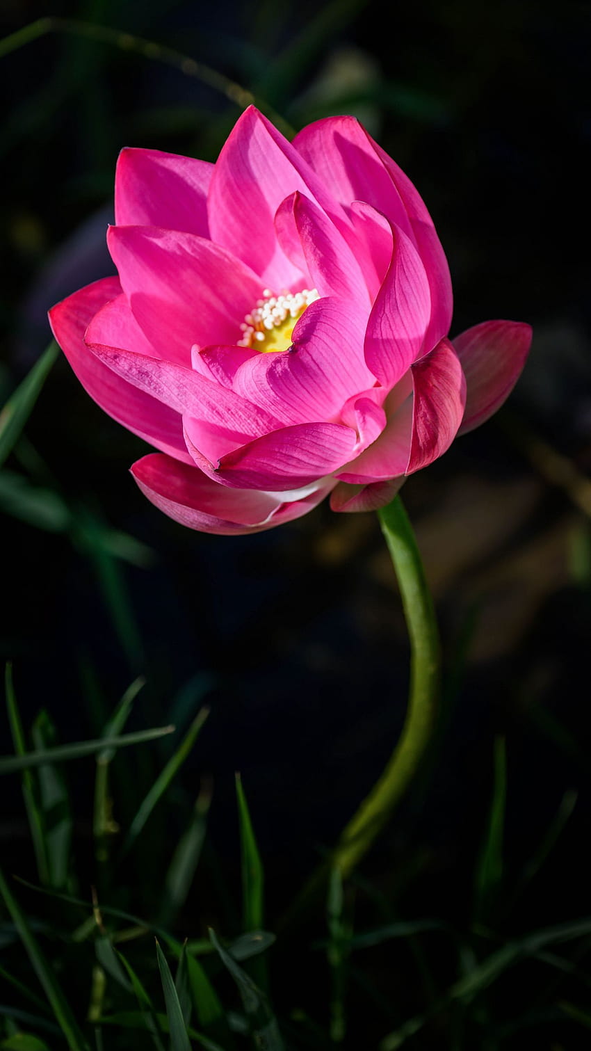 lotus, flower, pink, petals, bud HD phone wallpaper