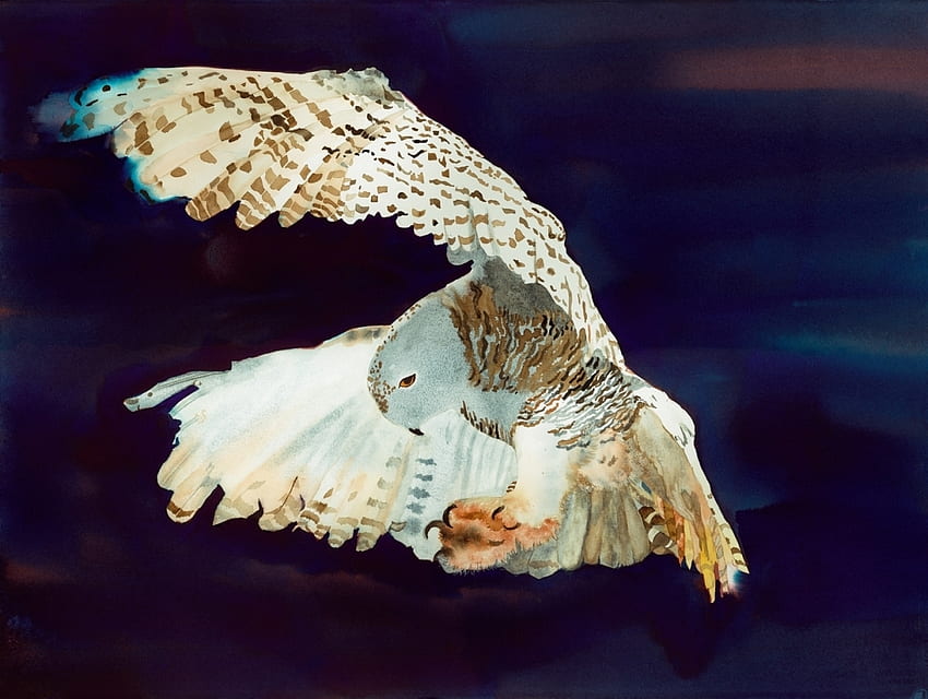 Sowa śnieżna w Nisqually Delta, Waszyngton, skrzydła, latanie, raptor, dzika przyroda Tapeta HD