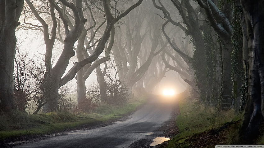 Background - Haunted Road Background -, Scary Road HD wallpaper