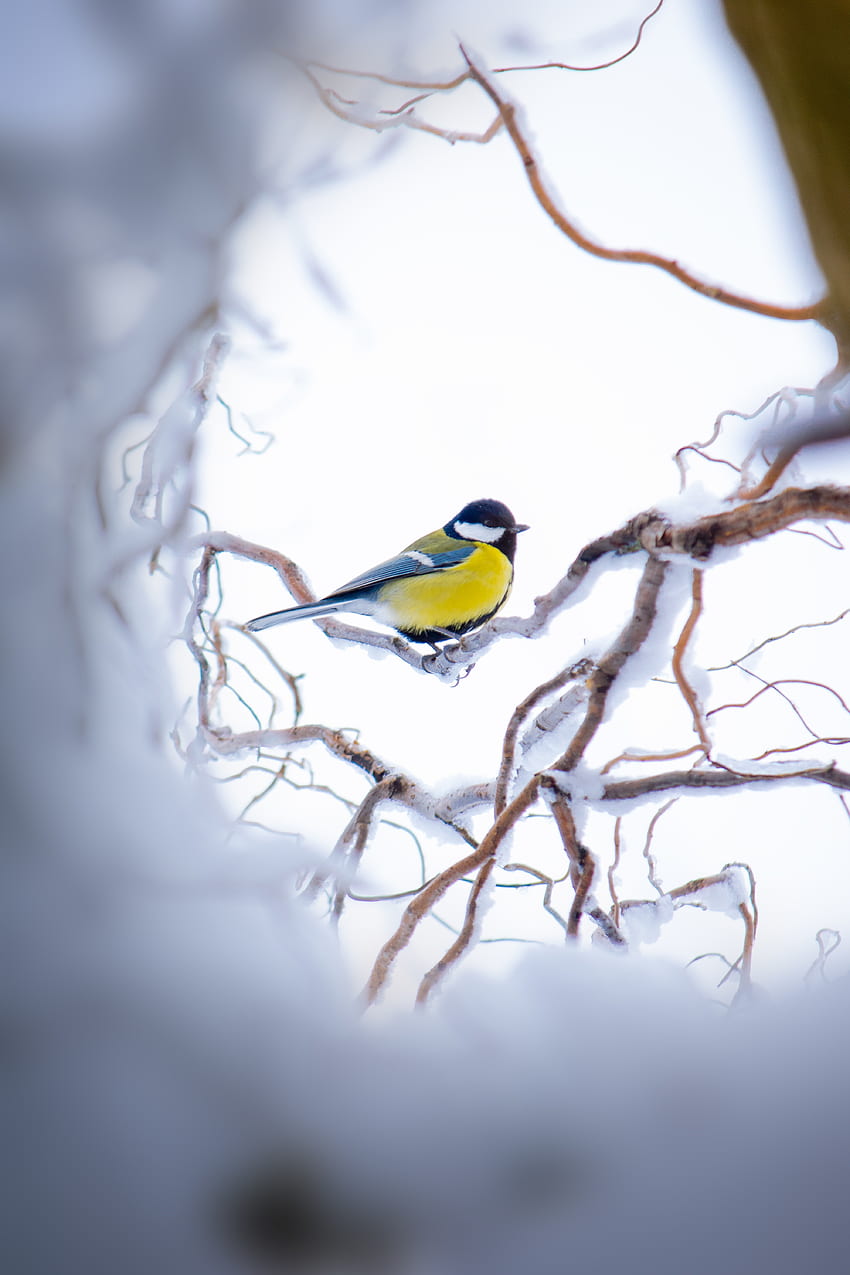 สัตว์ ฤดูหนาว หิมะ นก กิ่งไม้ กำลังนั่ง นั่ง Tit Titica วอลล์เปเปอร์โทรศัพท์ HD