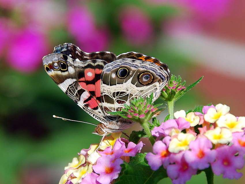 цветен, цветя, пеперуда, цвят, красота HD тапет