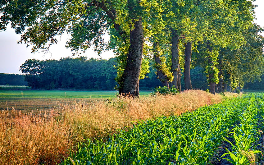 Царевично поле Земеделска земя Америка Селски дървета Thecornfield - Grove HD тапет