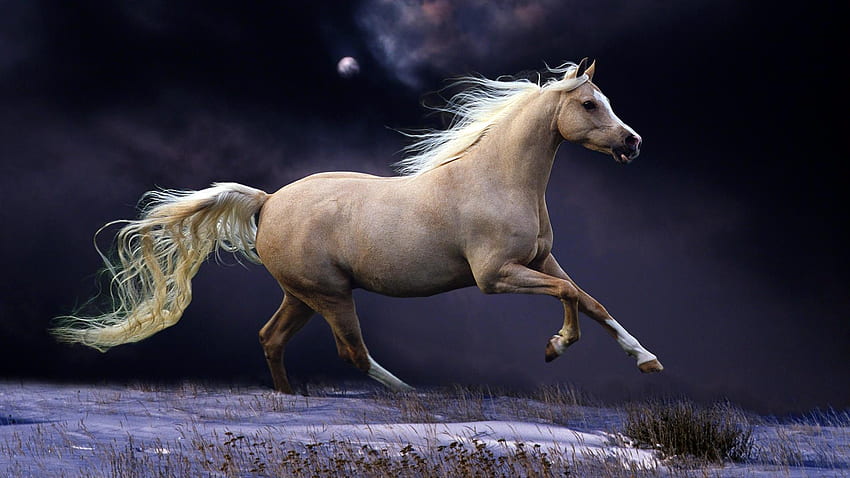 ม้าขาววิ่งบนชายหาด ม้าแสนสวยวิ่งอยู่ในป่า วอลล์เปเปอร์ HD