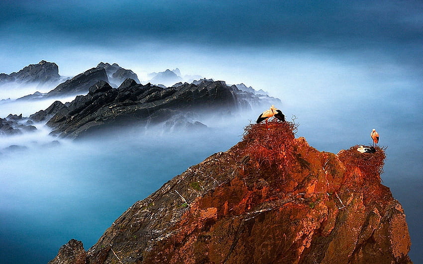 Störche, die auf Berggipfeln nisten, Vögel, Gipfel, Nester, Wolken, Berge HD-Hintergrundbild