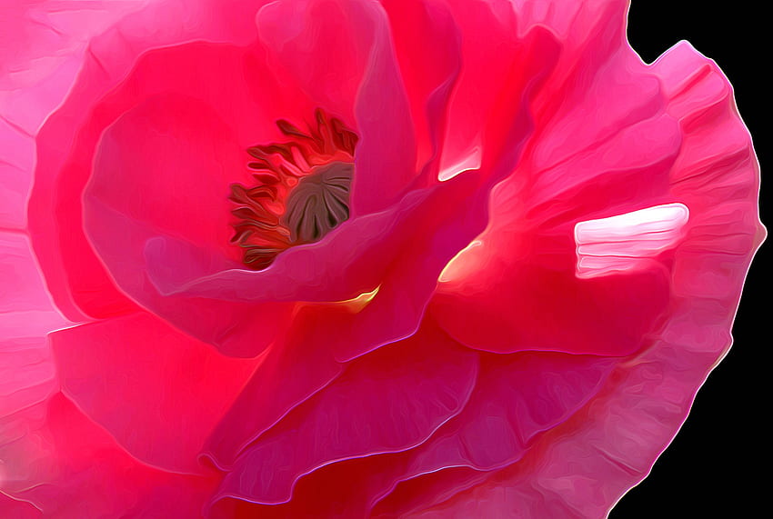 Pink poppy, pink, painting, art, poppy, pictura, flower, texture HD wallpaper