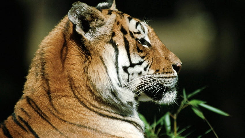 Animals, Muzzle, Striped, Predator, Tiger HD wallpaper