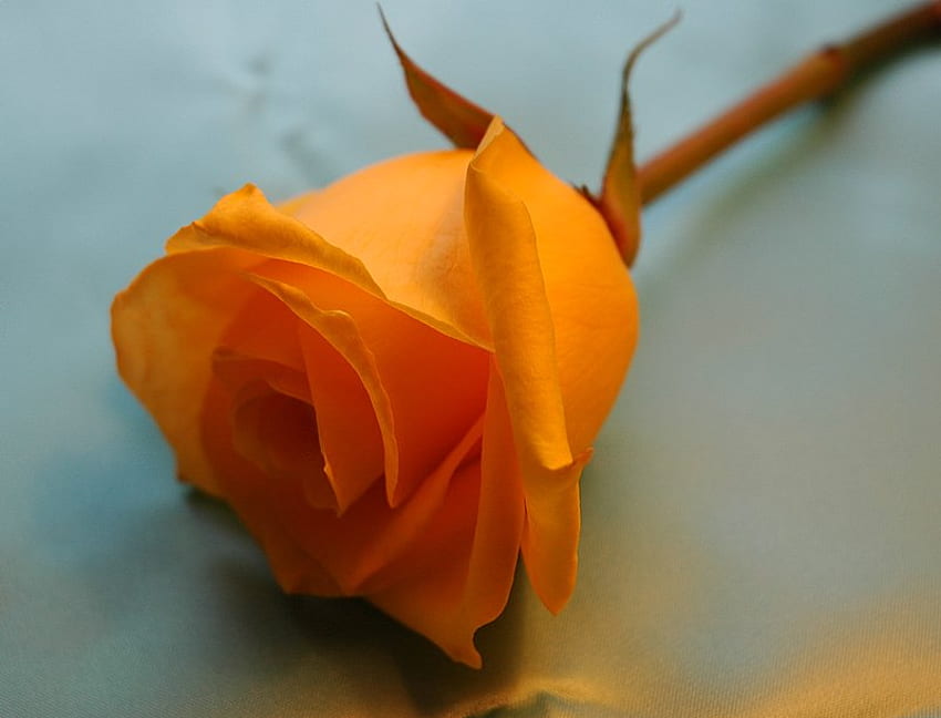 Orange Rose, rose, pretty, flower, alone, orange, lovely HD wallpaper