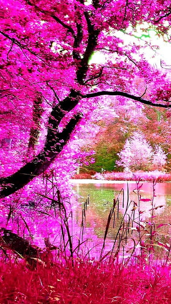 Beautiful pink nature iphone HD wallpapers | Pxfuel