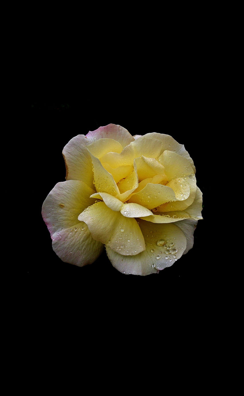 fleur jaune, rose, gouttes, portrait Fond d'écran de téléphone HD