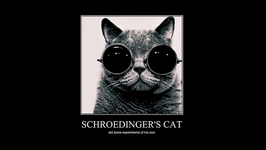 List of Synonyms and Antonyms of the Word: hippie cat, Schrödinger's Cat HD  wallpaper | Pxfuel