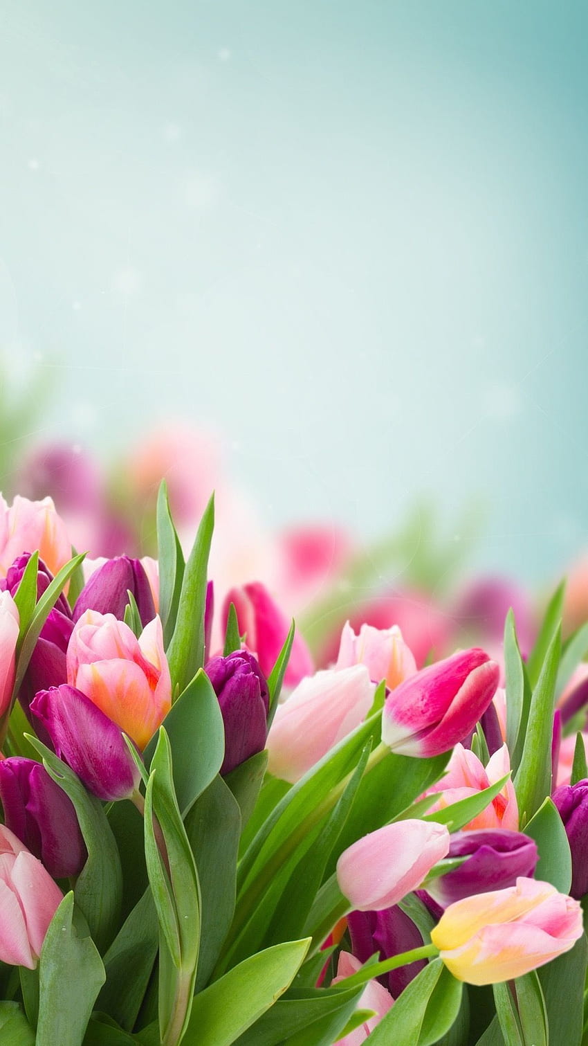 ดอกทิวลิป ดอกไม้ฤดูใบไม้ผลิ , ดอกไม้ , ดอกไม้สวยงาม , Pinterest ฤดูใบไม้ผลิ วอลล์เปเปอร์โทรศัพท์ HD