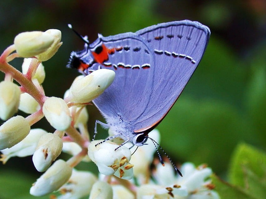 Niebieskie skrzydła, białe kwiaty, czerwona plamka, niebieski motyl, białe kwiaty, czarne znaczenia Tapeta HD
