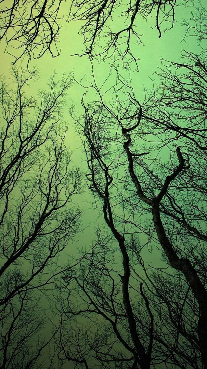 Android Green Sky Forest Tree Branches - Baum HD-Handy-Hintergrundbild