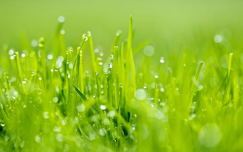 Parlak Yeşil Çimen - Harika. Çimen , Doğa , Havalı , Doğal Çim HD duvar kağıdı