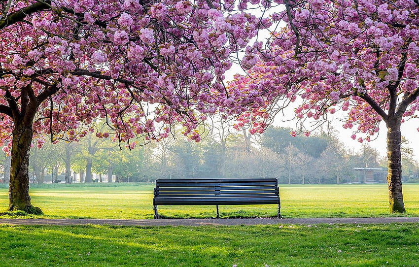 bench, Park, spring, Japan, Sakura, flowering HD wallpaper