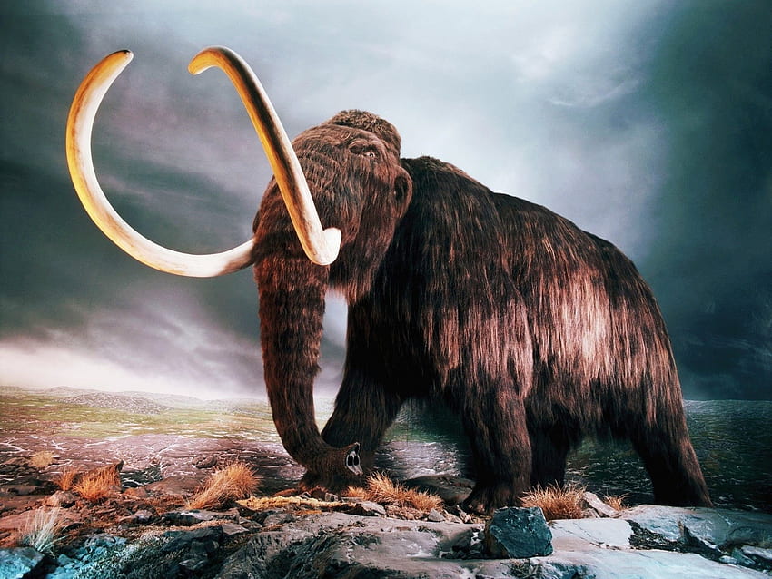 Woolly Mammoth and Background HD wallpaper