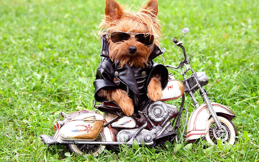Animaux, Herbe, Chien, Yorkshire Terrier, Biker, Veste, Épaulard, Biker Jacket Fond d'écran HD