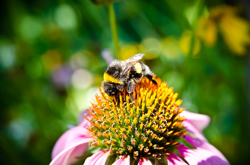Blume, Makro, Insekt, Biene, Bestäubung HD-Hintergrundbild
