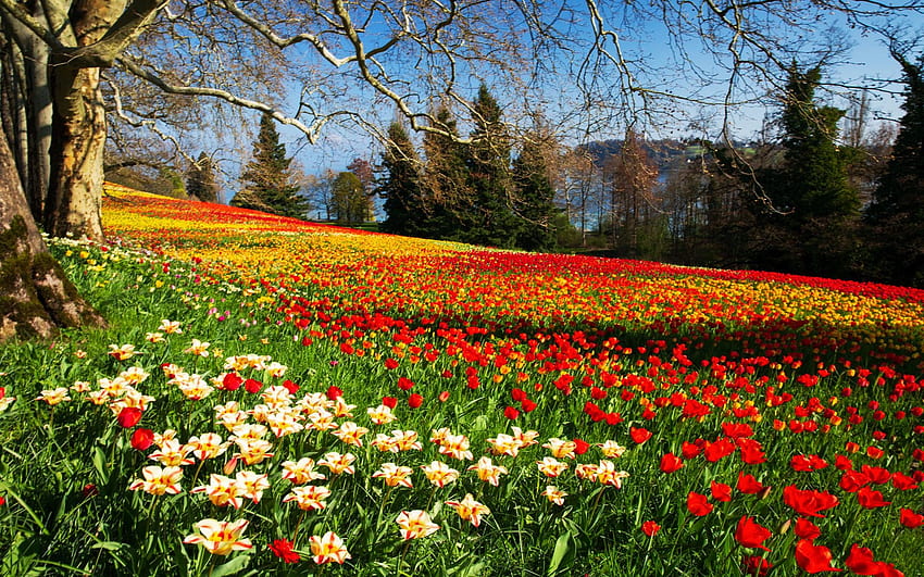 เกาะ Mainau ทะเลสาบ Bodensee ในฤดูใบไม้ผลิ ฟิลด์ ดอกไม้ ต้นไม้ สี เยอรมนี ภูมิทัศน์ ดอกทิวลิป วอลล์เปเปอร์ HD