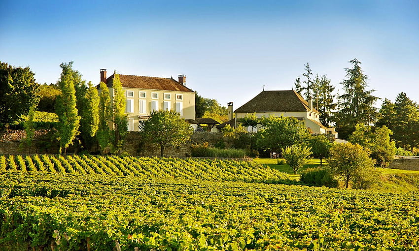 Luxus-Ferienwohnungen OneFineStay, Inspirato und Portico. Hotel, Frankreich Weinberg HD-Hintergrundbild