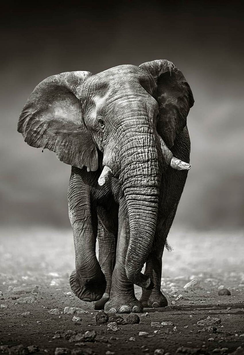 Gajah dalam hitam dan putih wallpaper ponsel HD