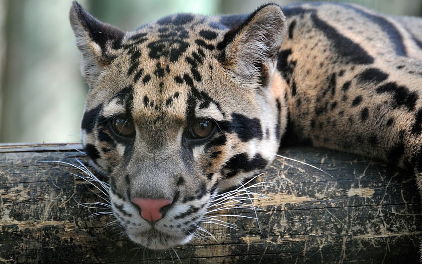 Clouded Leopard Full and Background [] for your , Mobile & Tablet. Explore Clouded Leopard . Black Leopard HD wallpaper