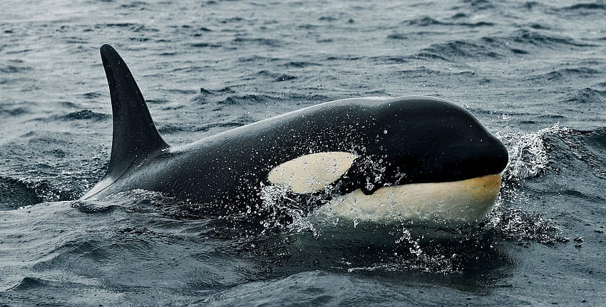 สัตว์ น้ำ ทะเล คลื่น วาฬเพชฌฆาต วอลล์เปเปอร์ HD