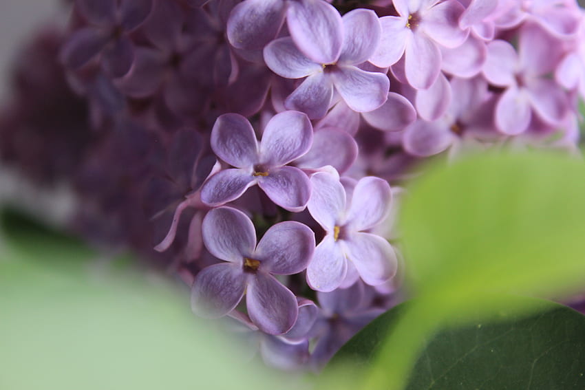Flowers, Lilac, Macro HD wallpaper