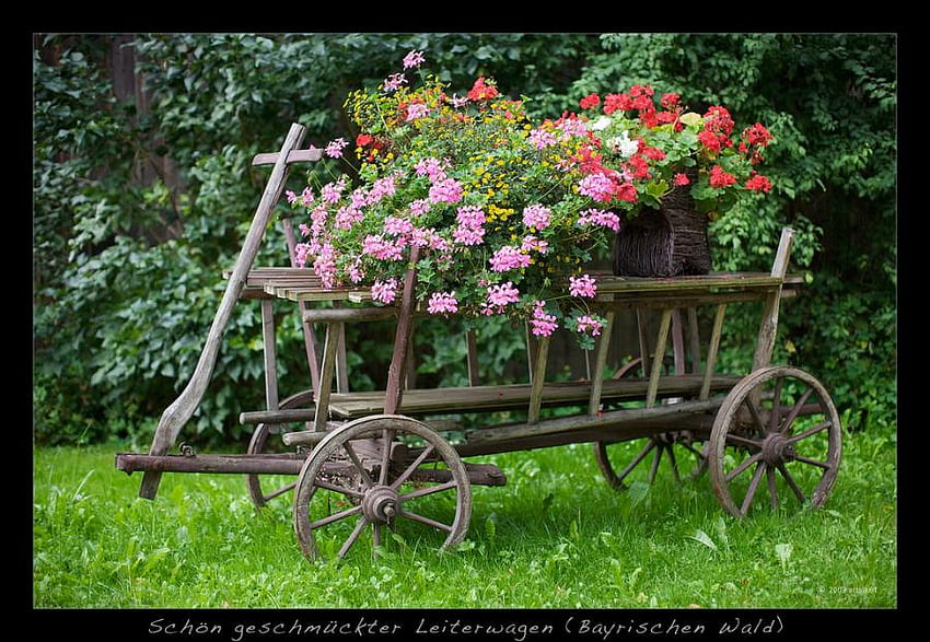 Flowers Cart, backyard, fullcolour, art , beautiful, flowers, petunias, country cart HD wallpaper