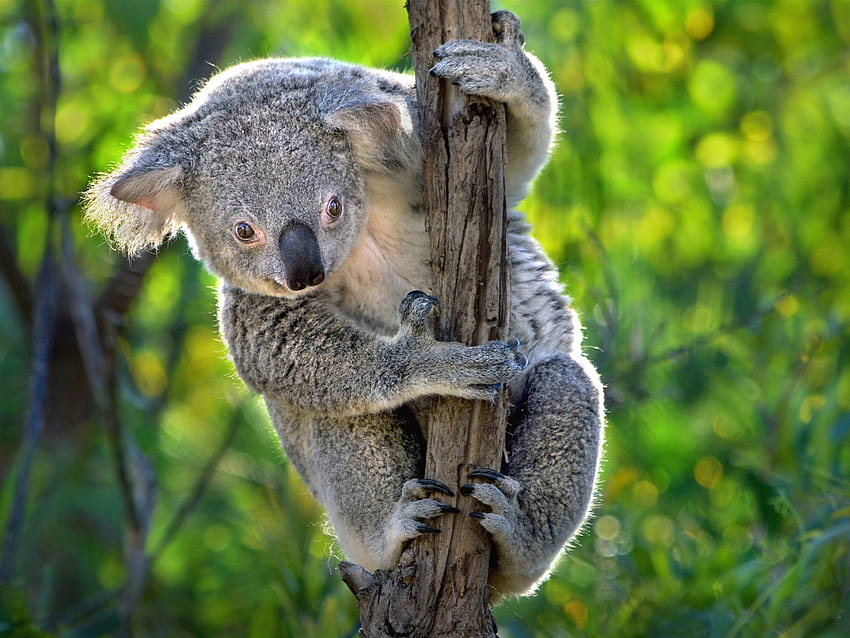 Avustralya, sevimli koala, keseli hayvanlar HD duvar kağıdı