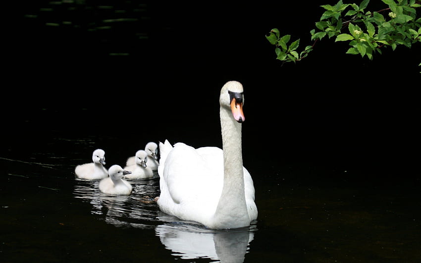 Следвайки мама.., бяло, листа, следвам, мама, сладък, лебед, вода, лебеди HD тапет