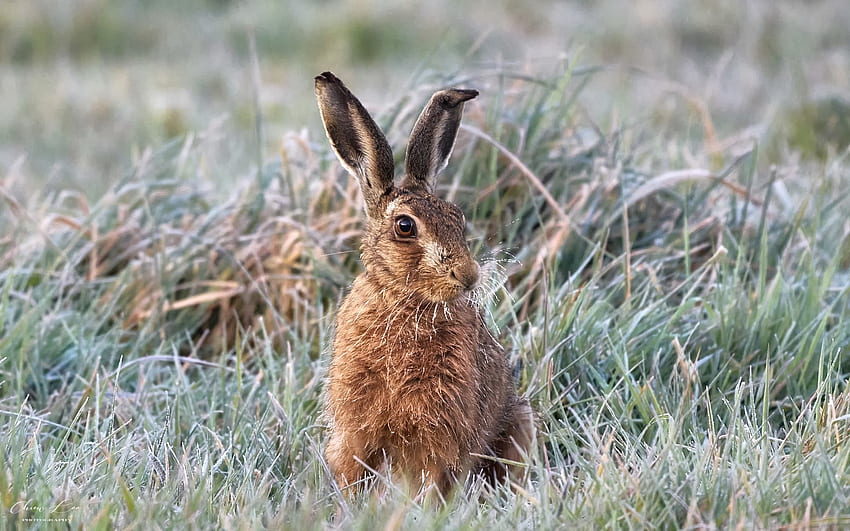 Brown Hare, animal, hare, grass, hoarfrost HD wallpaper