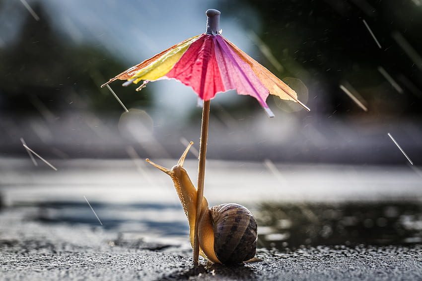 Snail under an umbrella in the rain . Background ., Rainy Umbrella HD wallpaper