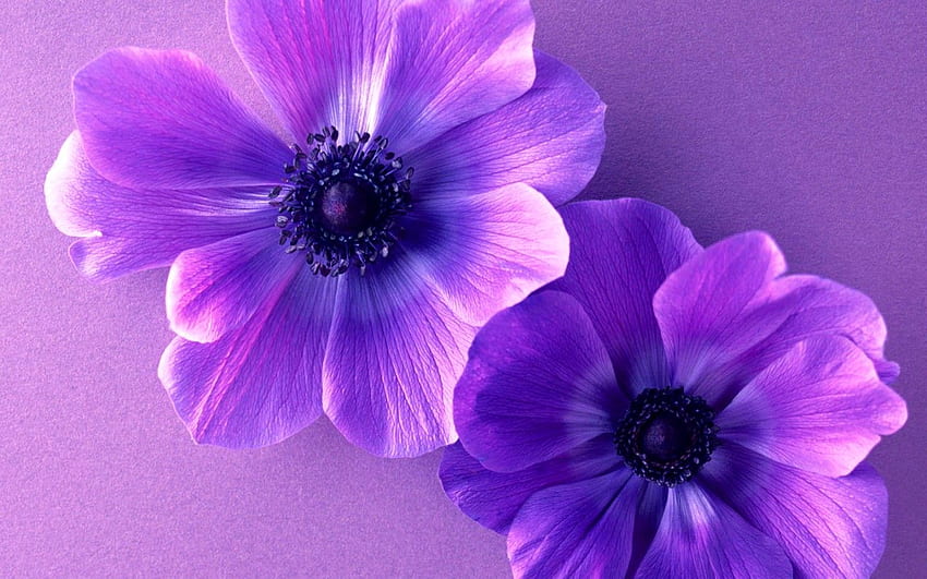 Flower: Cosmos Flowers Two Purple Duo Nature Pastel Flower HD wallpaper ...