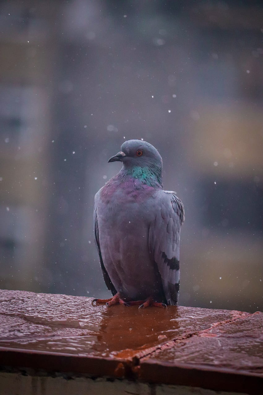Shallow Focus graphy of Gray Pigeon · Stock , Birds In Rain HD phone wallpaper