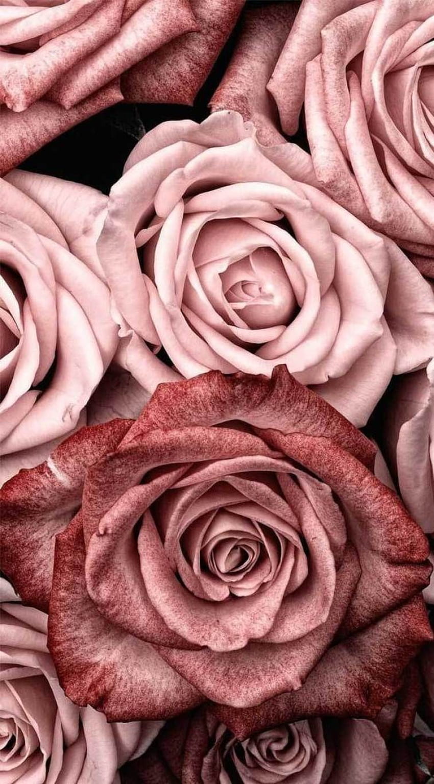 Beautiful roses, roses, pink roses HD電話の壁紙
