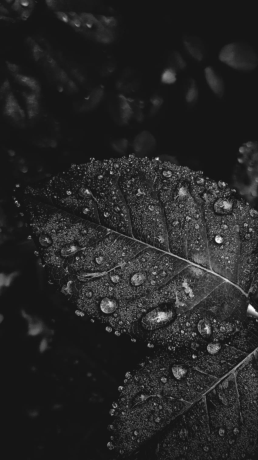 water drops on leaves black and white graphy – on Unsplash, Black and White Leaf HD phone wallpaper