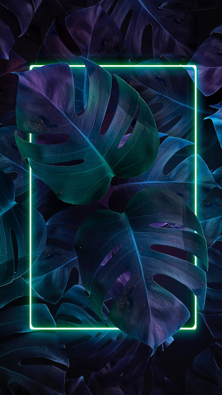 Plants, vepoware, art HD phone wallpaper