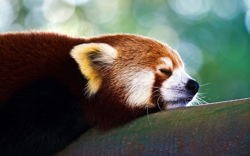 Animals, Muzzle, Sleep, Dream, Panda HD wallpaper
