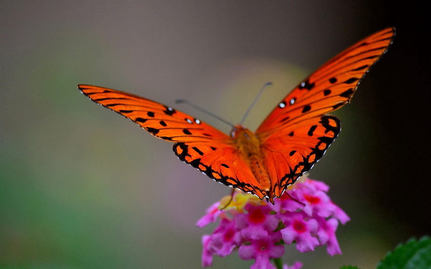 Цвете, макро, венчелистчета, пеперуда, крила HD тапет