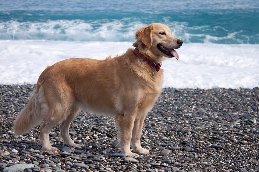 Juno wciąż na plaży, pies, golden retriever, plaża Tapeta HD