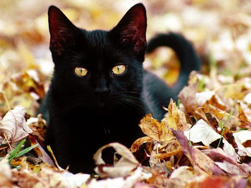 Animals, Autumn, Leaves, Cat, Kitty, Kitten, Muzzle HD wallpaper
