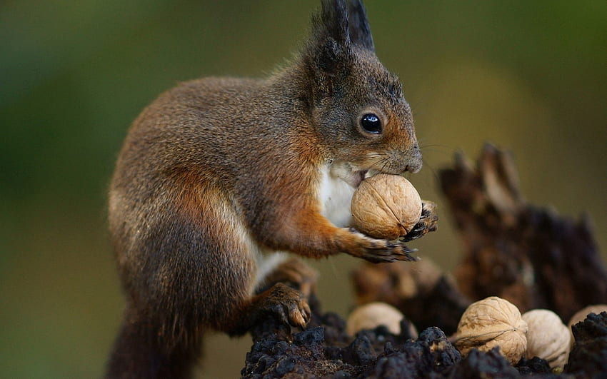 Animals, Squirrel, Food, Nuts, Animal HD wallpaper